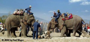 The Elephant Festival Laos