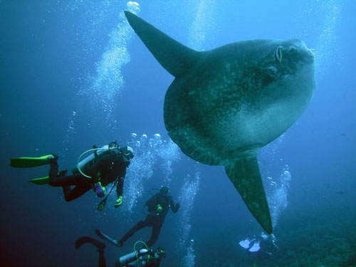 Symbiosis Custom Travel » Blog Archive » Mola Mola Season approaching