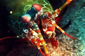Dive Southeast Asia