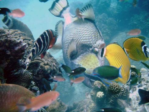 Andaman Sea Krabi Ao Nang Diving