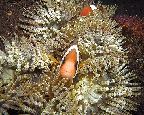 Bali Nusa Penida Dive Site, Dive spots In Bali Indonesia