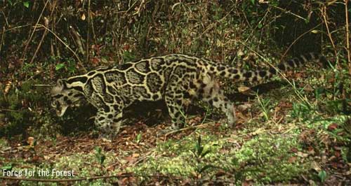 Clouded Leopard by Mike Griffiths
