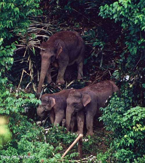 Sumatran Elephants by Mike Griffiths