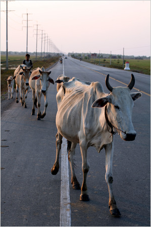 Cows on route 5