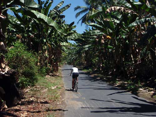 Banana groves outside Sikka