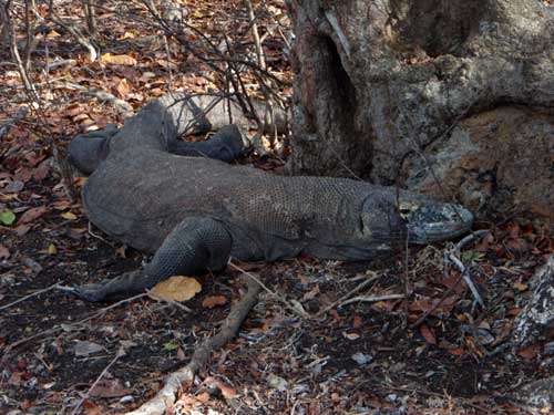 Komodo Dragon