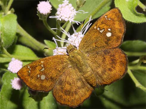 Butterfly_Siem-Reap-02