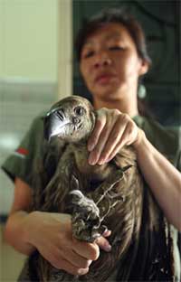 White-rumped-vulture