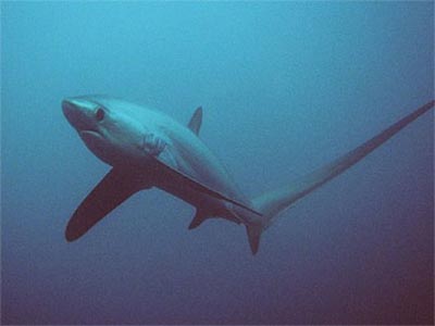 Thresher-shark