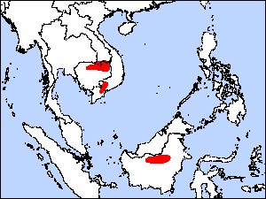 White-Shouldered-Ibis_map