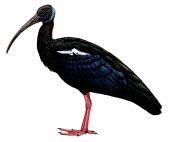 White-Shouldered-Ibis_sketch