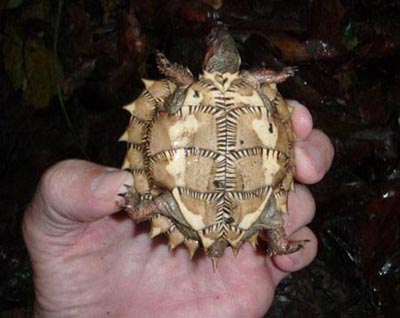 Spiny-Turtle_400