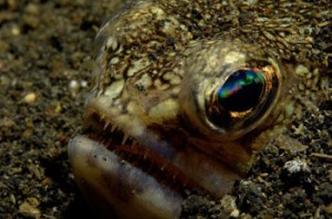 lembeh03_EcoDivers