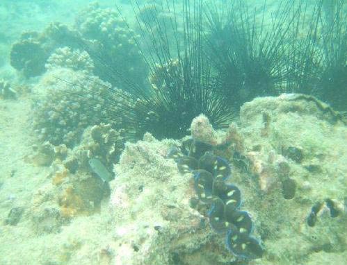 Danang Danang Island