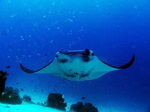 diving East Kalimantan