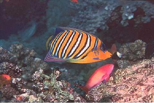 Kosrae dive sites