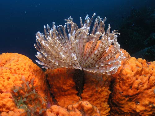 Nha Trang Whales Island