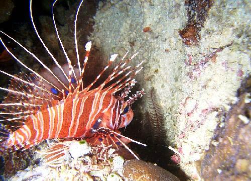 diving North Sulawesi Togian Islands