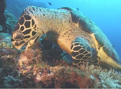 PNG Bismark Sea