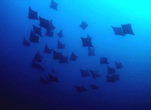 Palawan Tubbataha Reefs