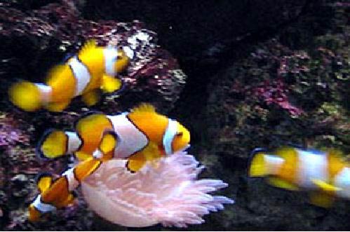 Peninsular Malaysia Langkawi Islands