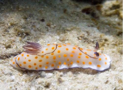 Peninsular Malaysia Pulau Jarak