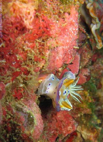 Peninsular Malaysia Pulau Lang Tengah