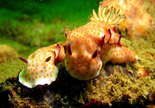 Peninsular Malaysia Pulau Sembilan