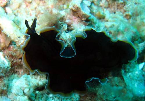 Peninsular Malaysia Pulau Tioman