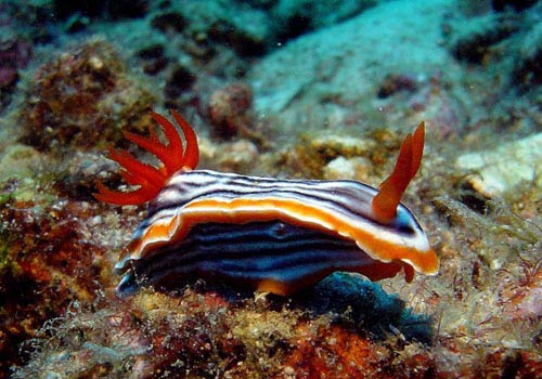 Pulau Tenggol Malaysia