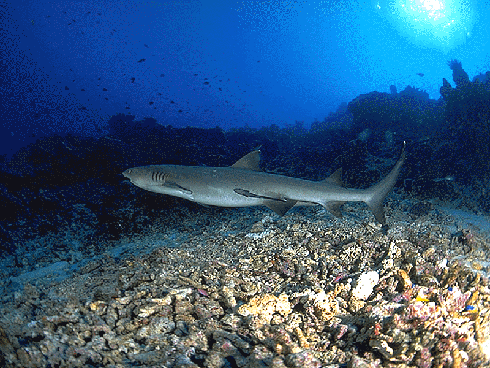 Sabah Layang Layang