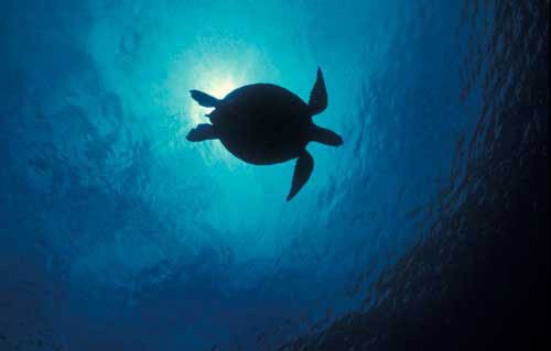 Sipadan Mabul Kapalai