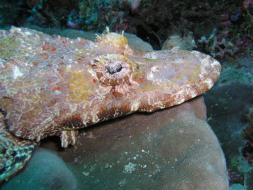 diving South Sulawesi Tukang Besi