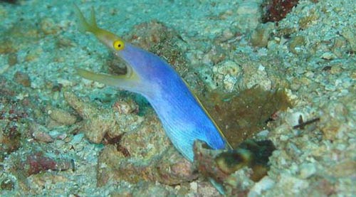 Diving Pulau Weh, Sumatra