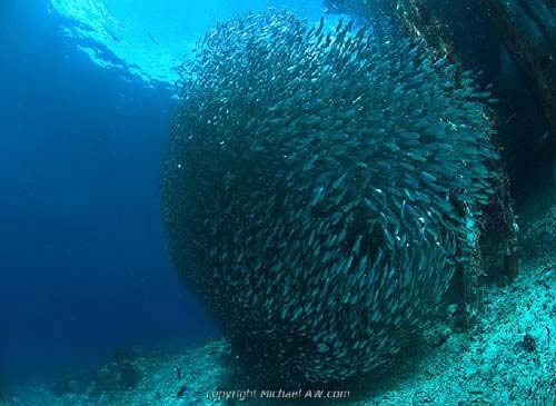 diving West Papua Fak Fak