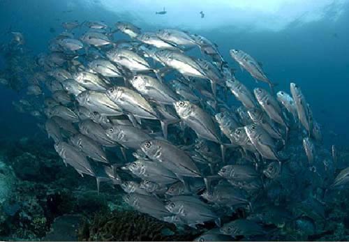 diving West Papua Raja Ampat Islands